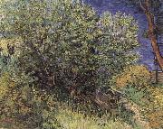 Vincent Van Gogh The Bush France oil painting artist